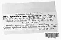 Sporotrichum sulphureum f. quercuum image